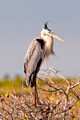 Great Blue Egret