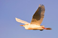 5 Callte Egret