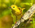 Yellow Warbler