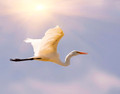 Egret