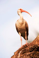 Ibis