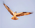 Osprey 2l