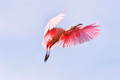 _Roseate Spoonbill