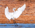 Snowy Egret 1