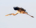 Blue Heron 2a