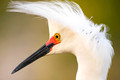 Snowy Egret