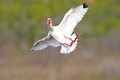 white ibis