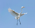 _Great Egret 1