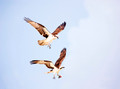 2 Osprey 1