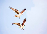 Fauna
