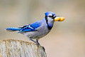Blue Jay 1