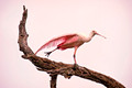 Spoonbill 2