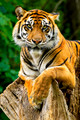 Sumatran Tiger